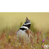 گونه زنگوله‌ بال Little Bustard